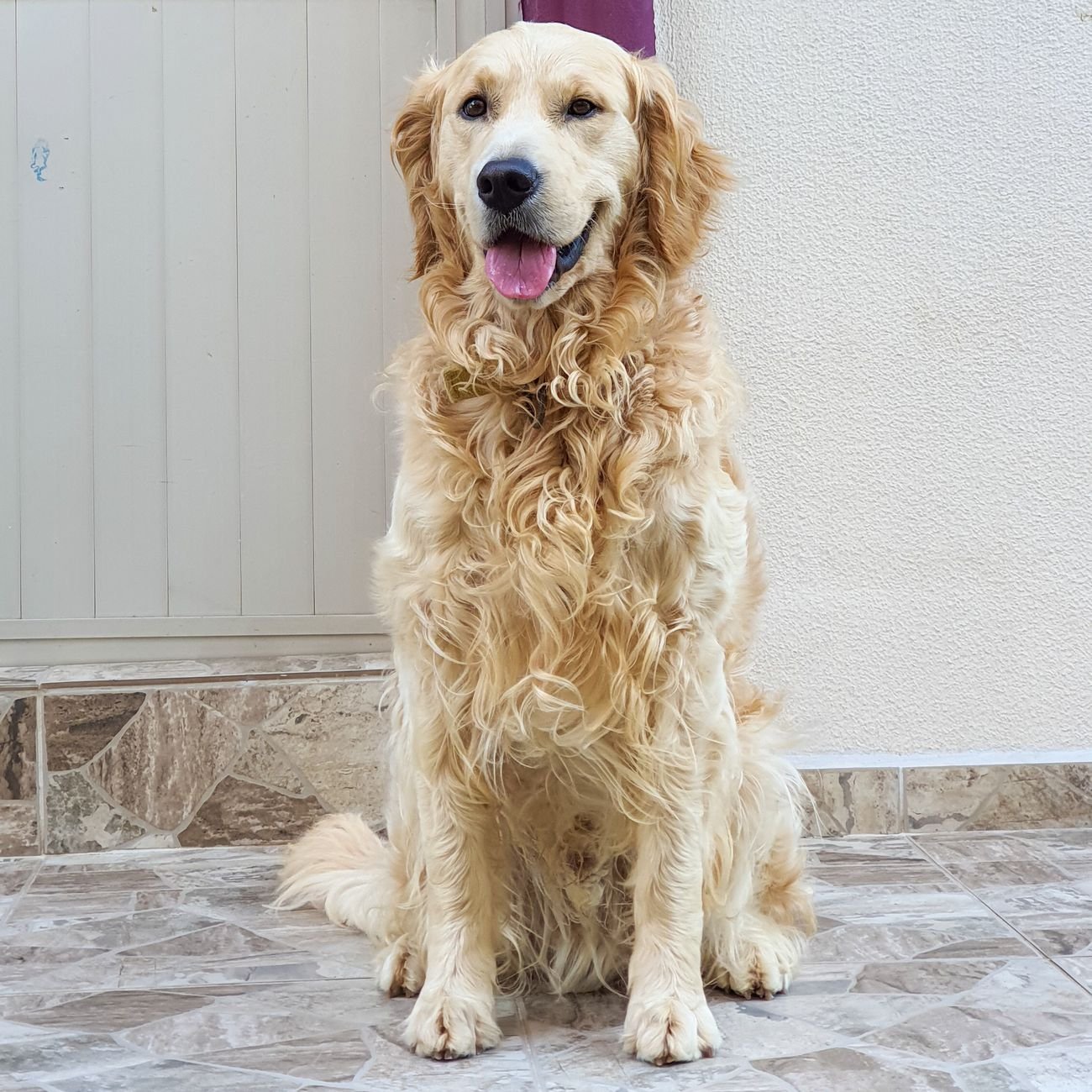 A cute golden retriever dog sitting outdoors, looking cheerful and friendly.